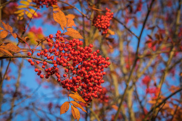 Rowan berries on a tree