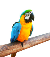 Blue and Yellow Macaw on the branch white isolated background