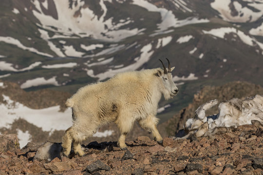 Mountain Goat in the Colorado High Country