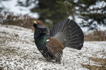 The western capercaillie
