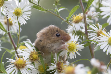harvest mouse, mice close up portrait with blurred background on thistle, corn, berry and sloes