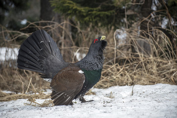 The western capercaillie