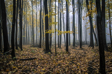 Foggy Forest Path Background. Northern Michigan autumn forest with fog at a fork in the hiking path.