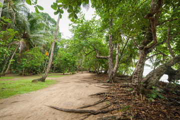 Dirt road in tropical forest near beach