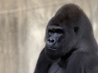 Obraz premium Gorilla profile