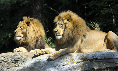 Lions