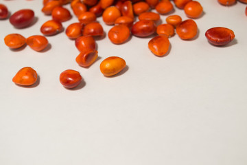 Red bright magnolia seed in green pods