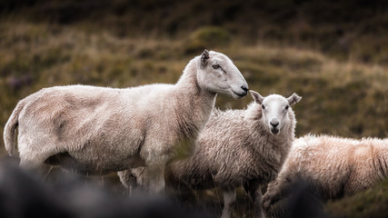 Fototapeta premium National Park in Wales in Summer in the Hills of the Countryside