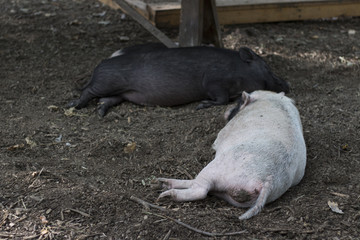 sleeping two pigs