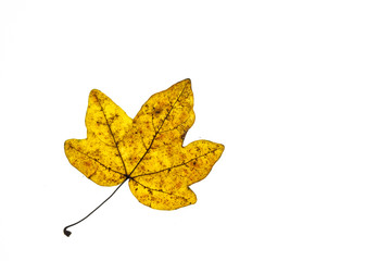 Gelbes Blatt vom Ahornbaum im Herbst