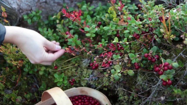 Caucasian female hand collects red bilberry (cowberry) in the forest, close-up view of a arm and a basket full of berries. Karelia, Russia