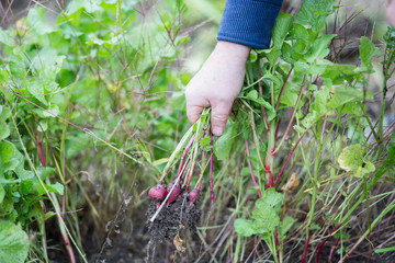 Man hands harvesting fresh radish from his huge garden, a bunch of radishes