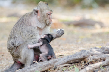 Monkey eating eggs
