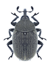 Beetle Rhinusa neta on a white background