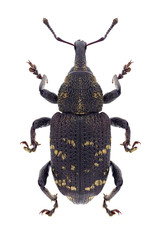Beetle Hylobius abietis on a white background