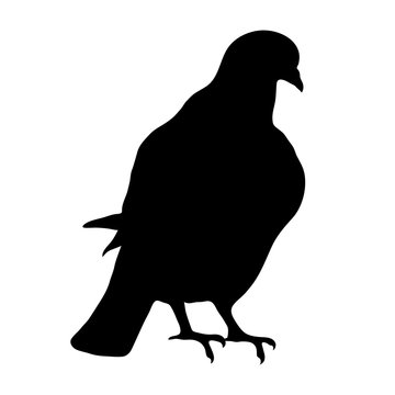 black silhouette of sitting dove on white background of vector illustration