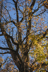 herbstlicher Baum mit ein paar orangen Blättern vor tiefblauem Himmel, Hochformat