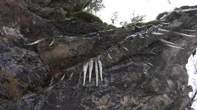 Icicles hanging from a cliff covered with moss