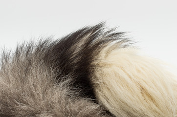 Closeup of edge of silver fox tail