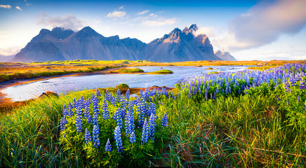 Blooming lupine flowers on the Stokksnes headland