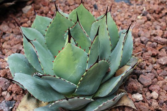 Agave parryi, known as Parry's agave or mescal agave,