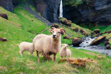 Obraz na płótnie Canvas Goat with two babies on a green lawn.