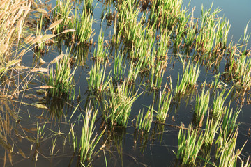 Rice field with water - Arroz salvaje con agua