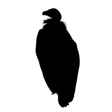 black silhouette of sitting vulture on white background of vector illustration