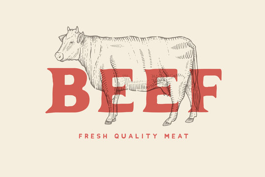 Vintage emblem with picture of cow and inscription Beef, fresh meat. Engraving label. Vector template for meat business.