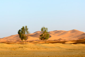 Fototapeta na wymiar Two trees in Merzouga sand dunes, Morocco