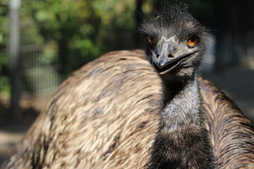 Emu