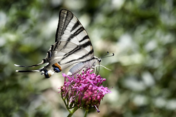 Big dovetail butterfly (Papilio machaon - Schwalbenschwanz) with black white wings on magenta flower blossom, beautiful insect in nature habitat, wildlife
