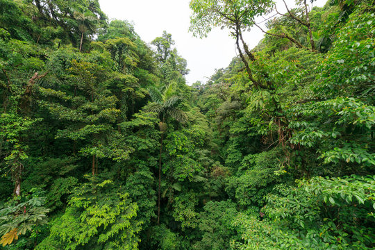 Fototapeta Lush rainforest canopy view at La Fortuna Costa Rica