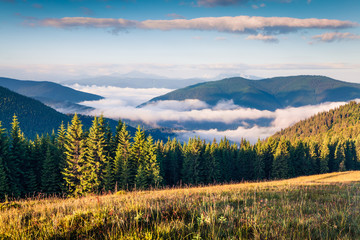 Bright summer morning in the Carpathian mountains