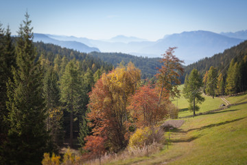 Fototapeta na wymiar Tilt shift effect of autumnal foliage in the Renon/Ritten forest, South Tyrol/Alto Adige, Italy
