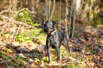 hunting terrier in the fall forest. Hunting dog