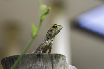 Chameleon climbing on a timber