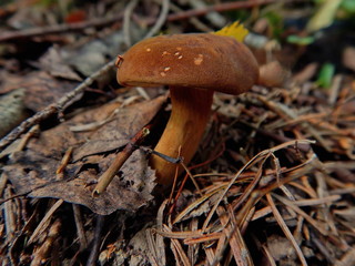 Hunting for mushrooms