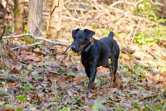 hunting terrier in the fall forest. Hunting dog