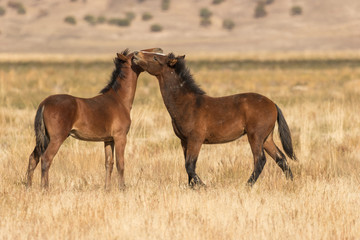 Mare and Foal Wild Horses