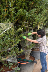 Naklejka premium woman working in the garden center,