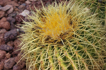 Cactus echinocactus glusonii