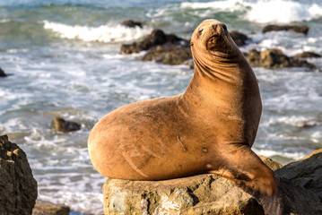 Mature California Sea Lion resting on rocks on Dana Point Beach