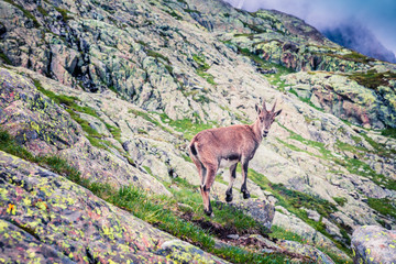 Alpine Ibex (Capra Ibex) on the mountain hill.