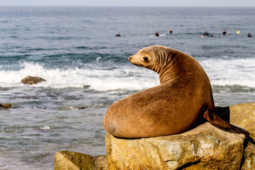 Mature California Sea Lion resting on rocks on Dana Point Beach