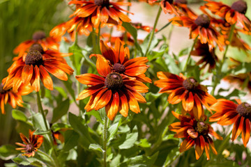 Blooming beautiful Echinacea Purpurea or coneflower in garden.