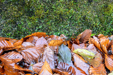nasses Laub in Farbe vor grünem Moos Hintergrund