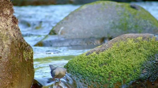 American dipper water ouzel cute bird fishing in a creek Columbia River Gorge Oregon 07