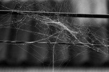 Close up, Black and white shot of spider web on the wire.