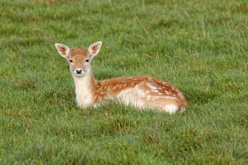 Deer in Dyrham Park, England
